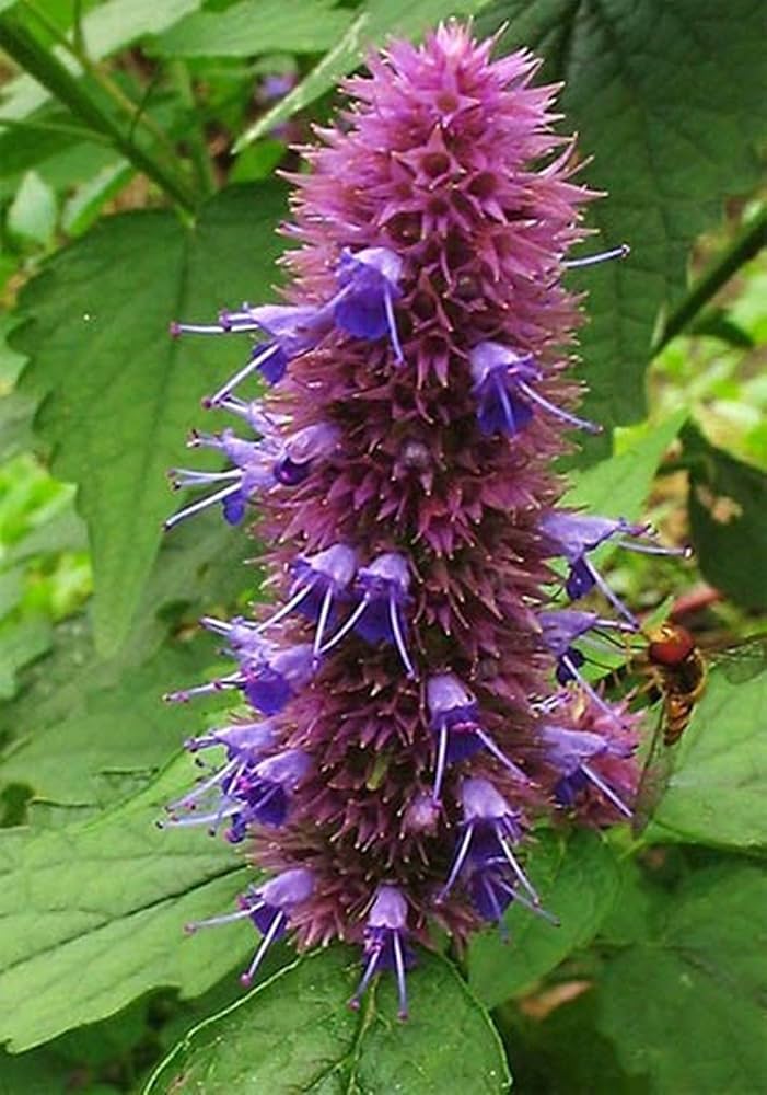 lophantus for flower seeds