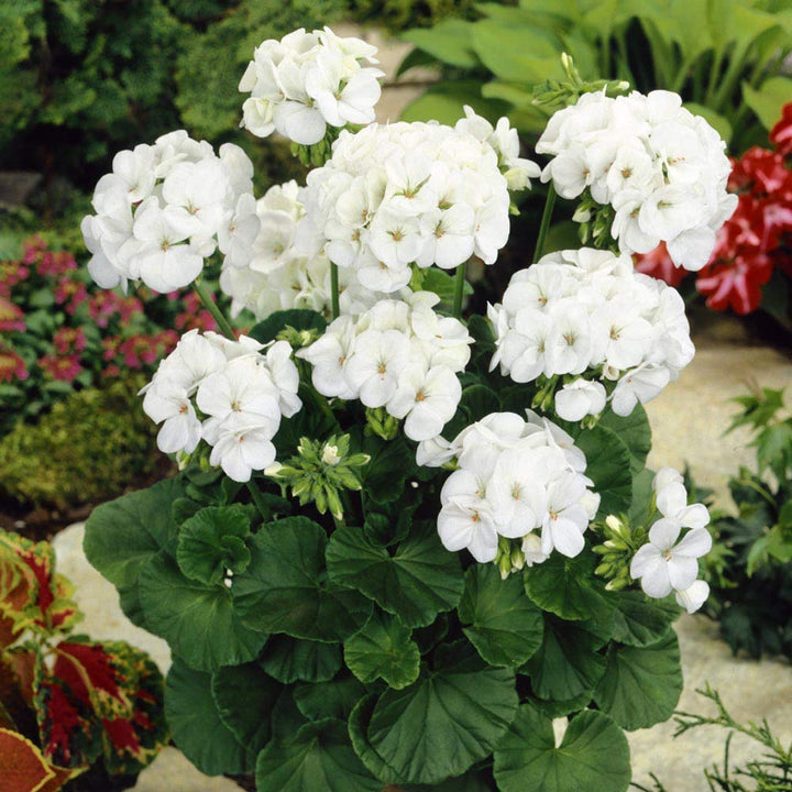 White Geranium Flower Seeds Heirloom Non-GMO High Germination Seeds