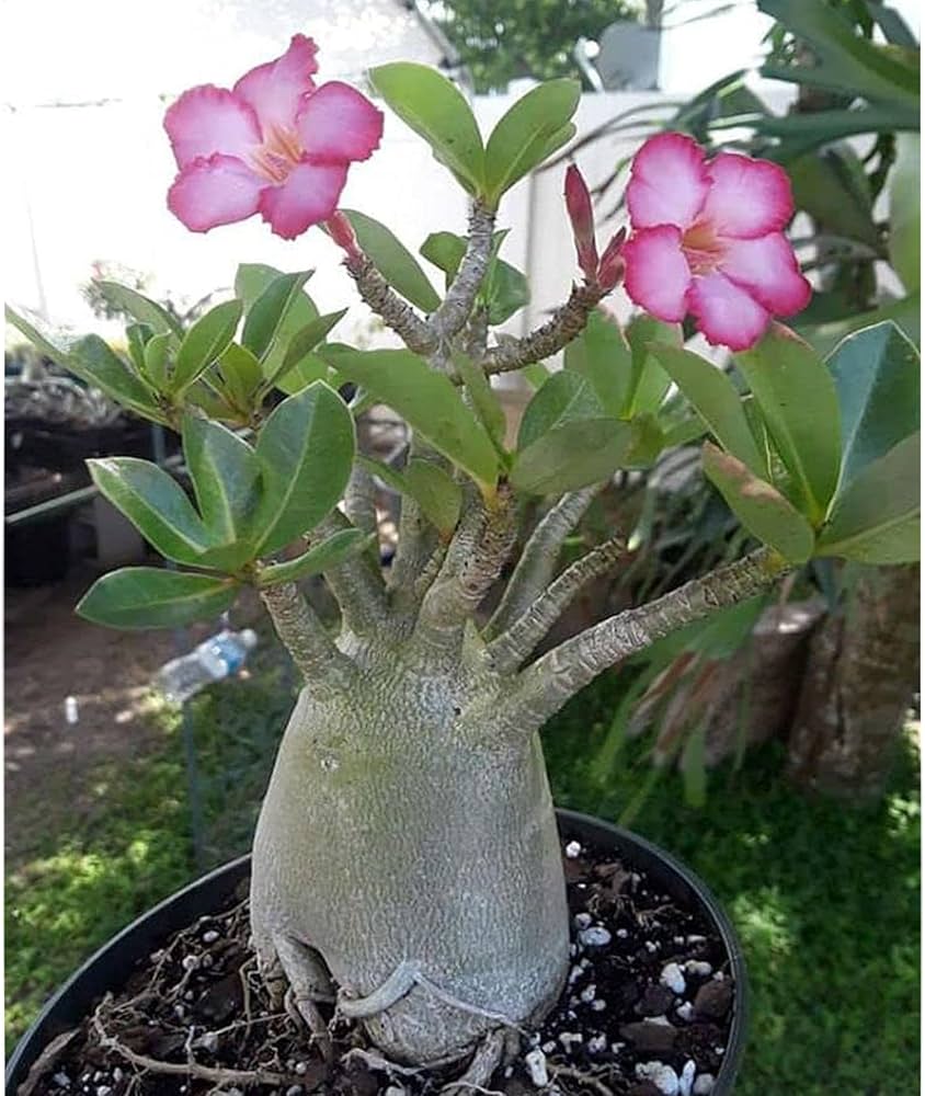 adenium obsum flower seeds