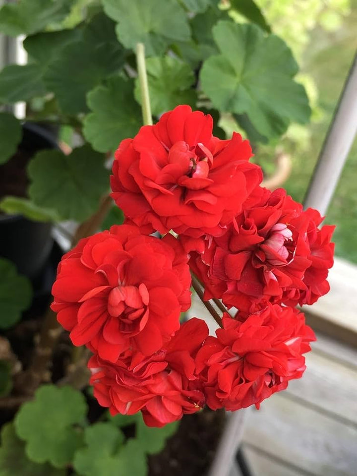 Geranium Flower Seeds Red – Heirloom, Non-GMO, High Germination Seeds for Planting