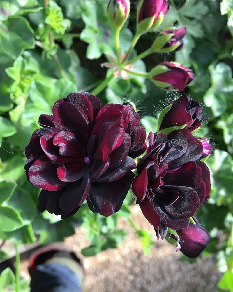 Maroon Geranium Flower Seeds Heirloom Non-GMO High Germination Seeds