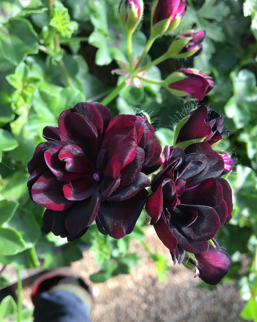 Maroon Peltatum Flowers Seeds – Heirloom, Non-GMO, High Germination Seeds