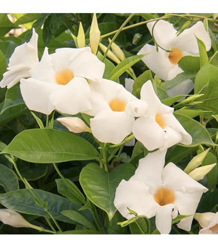 White Dipladenia Flower Seeds – Heirloom Non-GMO High Germination Seeds for Planting