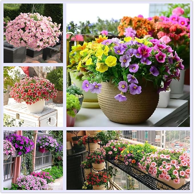 petunia petunia flower seeds