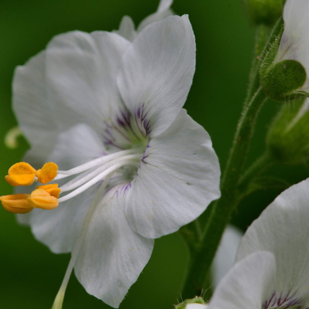 polemonium bianco flower seeds
