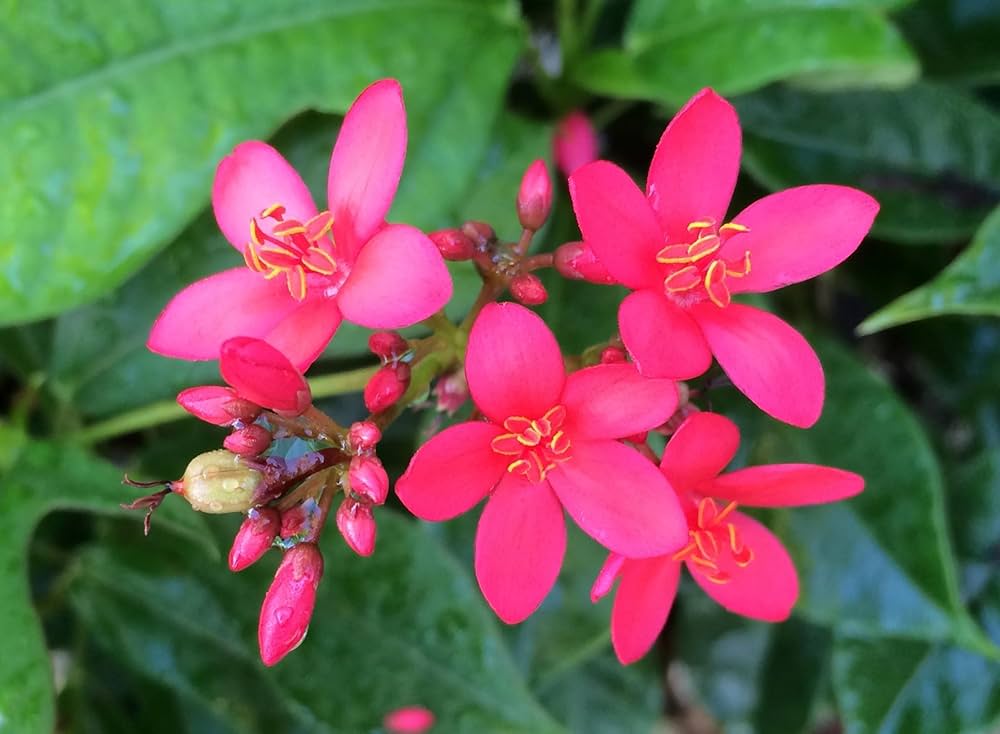 Jatropha Flower Seeds Pink – Heirloom, Non-GMO, High Germination Seeds