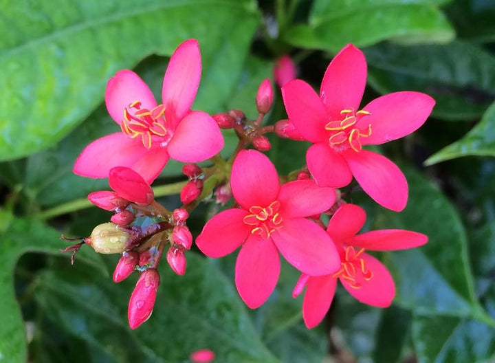 Jatropha Flower Seeds Pink – Heirloom, Non-GMO, High Germination Seeds