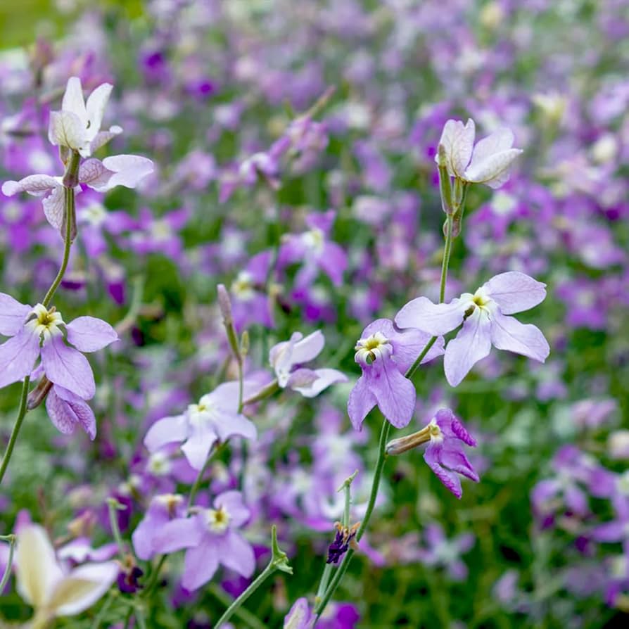 night scented flower seeds