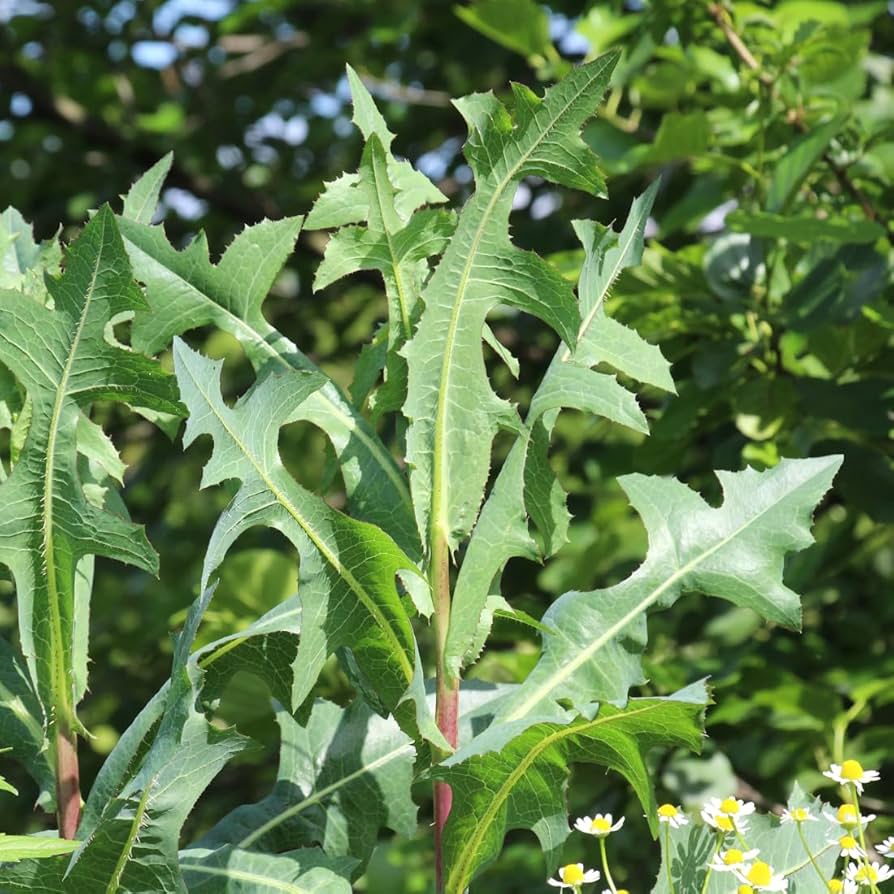 Wild Lettuce herb seeds