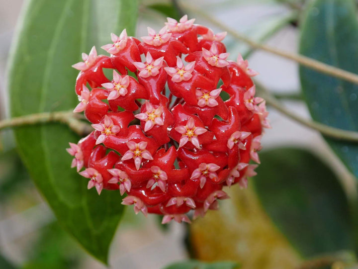 Semillas de flor gigante Hoya Carnosa Roja – Semillas reliquia no transgénicas de alta germinación