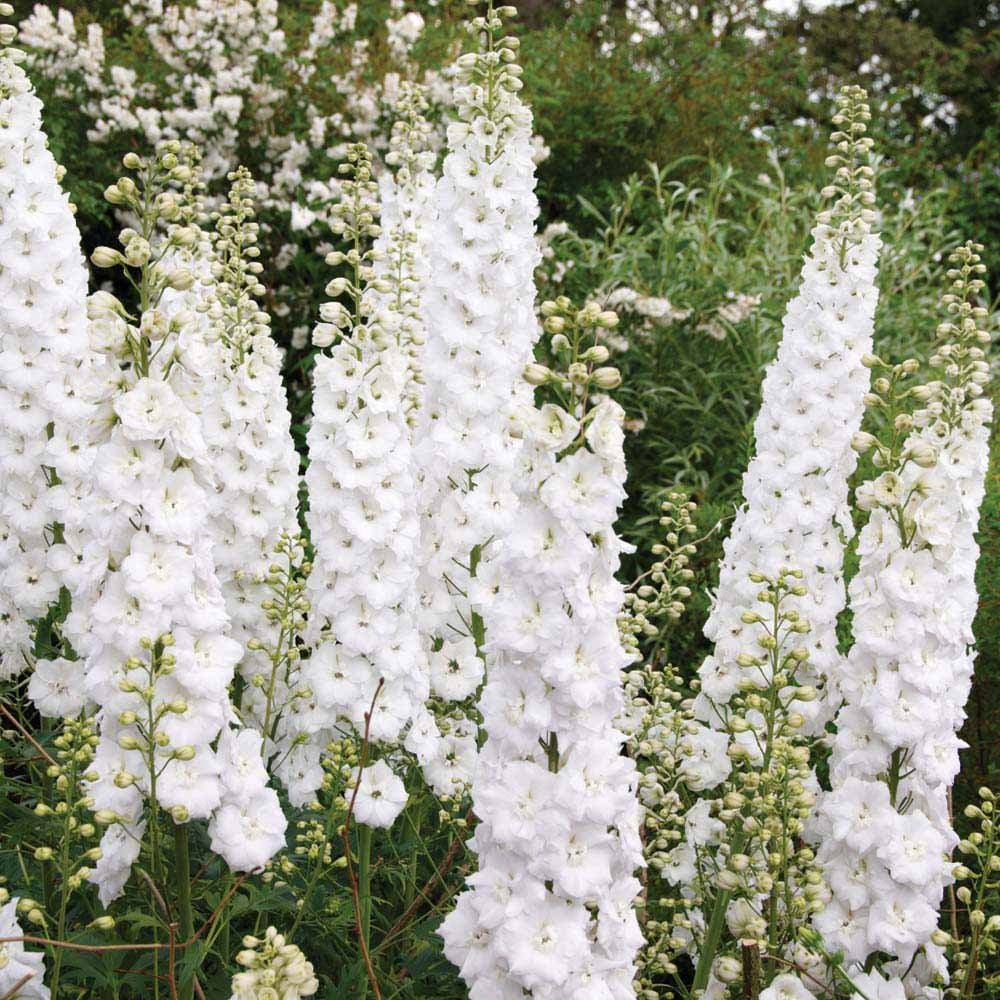 Delphinium Flower Seeds White – Heirloom Non-GMO High Germination Seeds