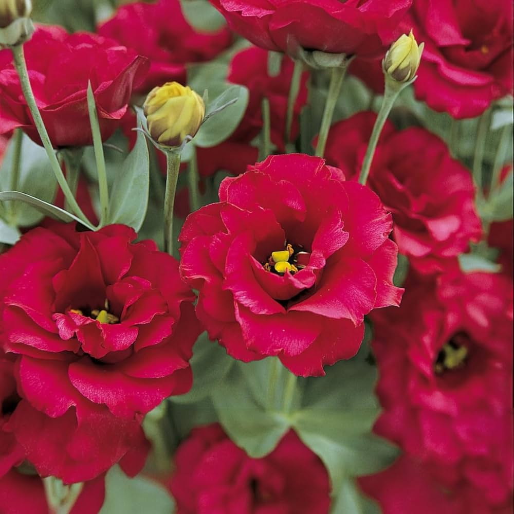 Semillas de flor Eustoma roja – de polinización abierta, no transgénicas, de alta germinación