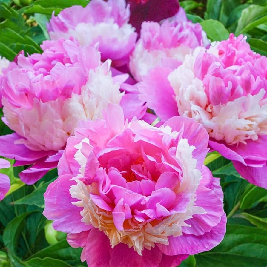 rare heirloom flower seeds