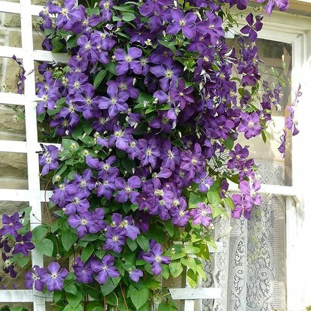 clematis ligusticifolia flower seeds