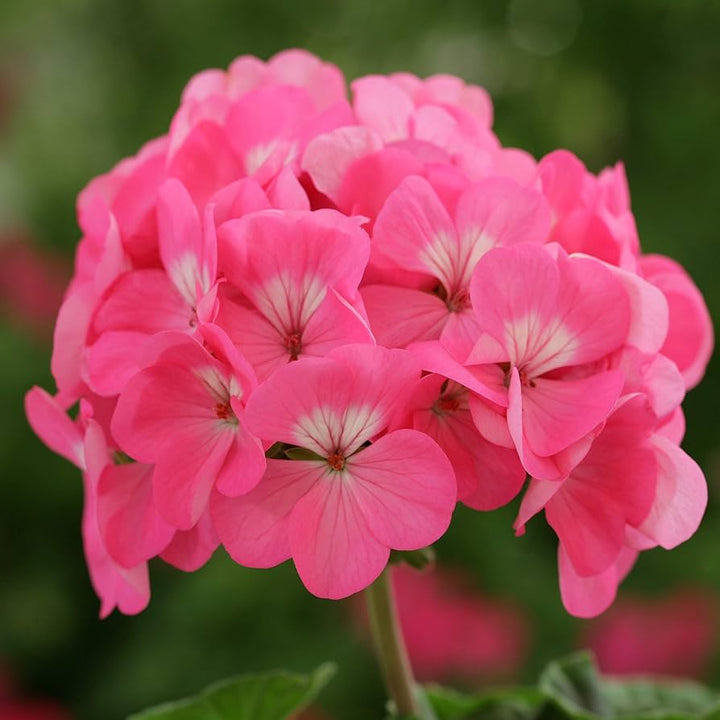Pink Geranium Seeds for Planting