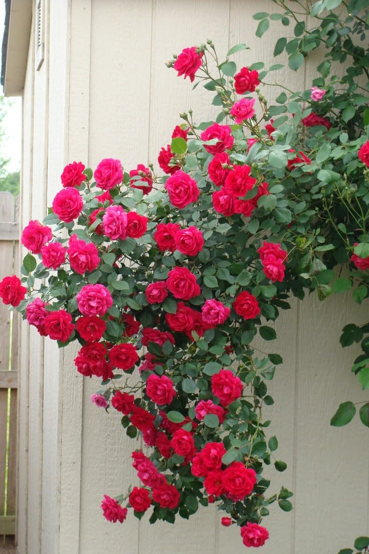 Dunkelrosa Rosenblumensamen zum Pflanzen – Erbstück, gentechnikfrei, hohe Keimfähigkeit