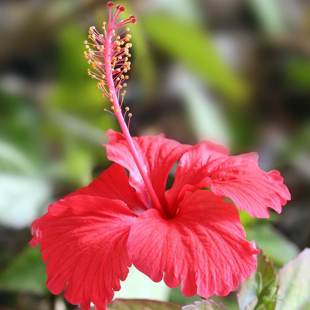 hibiscus rosa flower seeds