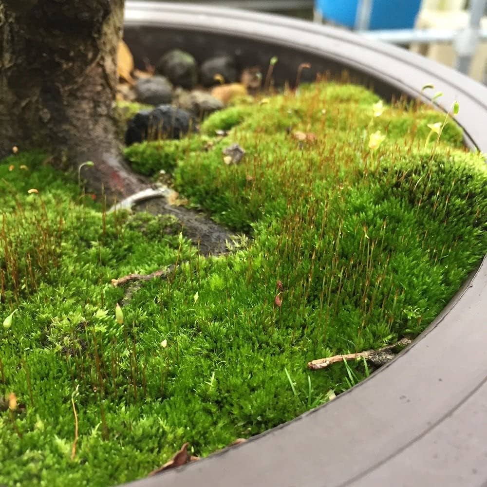 kyoto moss flower seeds
