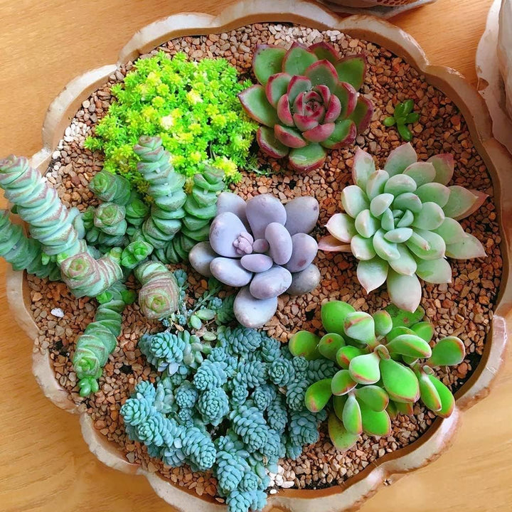 Mixed Sedum Flower Seeds – Heirloom, Non-GMO, High Germination Seeds