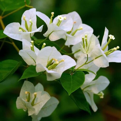 White Climbing Bougainvillea Flower Seeds – Heirloom, Non-GMO, High Germination, Organic Garden Seeds