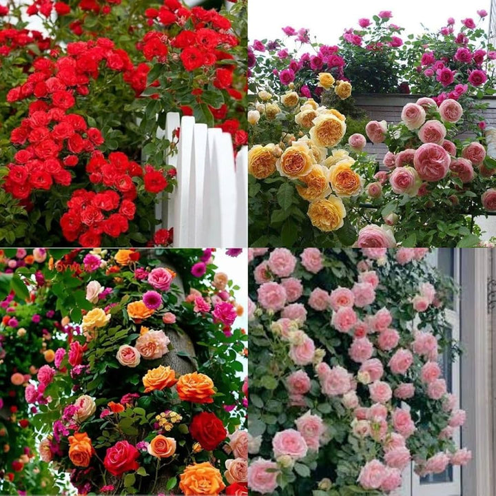 Mixed Zephirine Flower Seeds – Heirloom, Non-GMO, High Germination Seeds