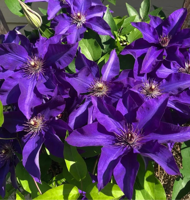 Dark Purple Climbing Clematis Flower Seeds for Planting – Heirloom Non-GMO High Germination Seeds Seeds for Planting Organic Garden Seeds