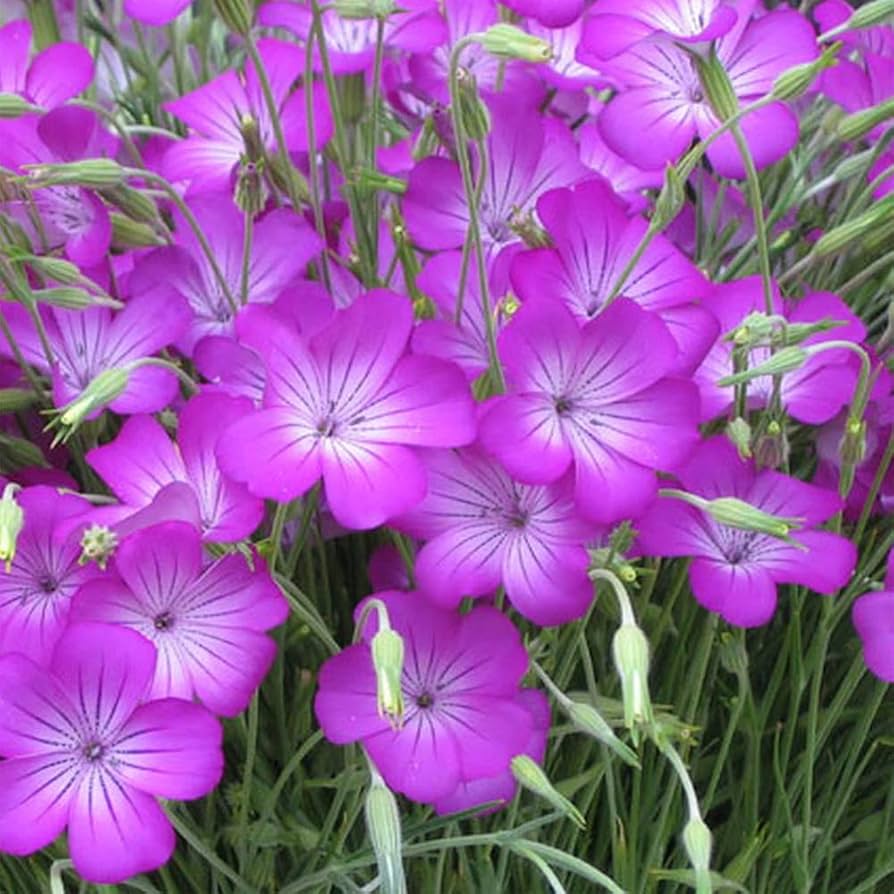 agrostemma rose flower seeds