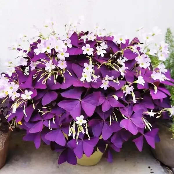 Purple Oxalis Flower Seeds – Heirloom, Non-GMO, High Germination Seeds