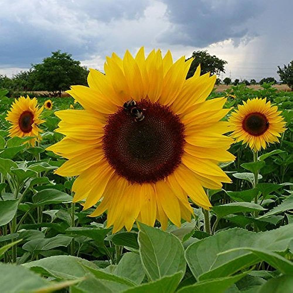 giant edible flower seeds