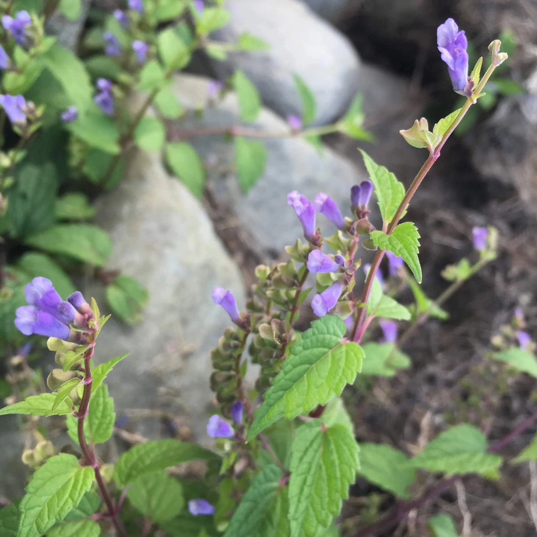 Scutellaria Lateriflora herb seeds