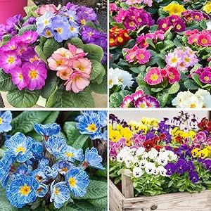 primrose flower flower seeds