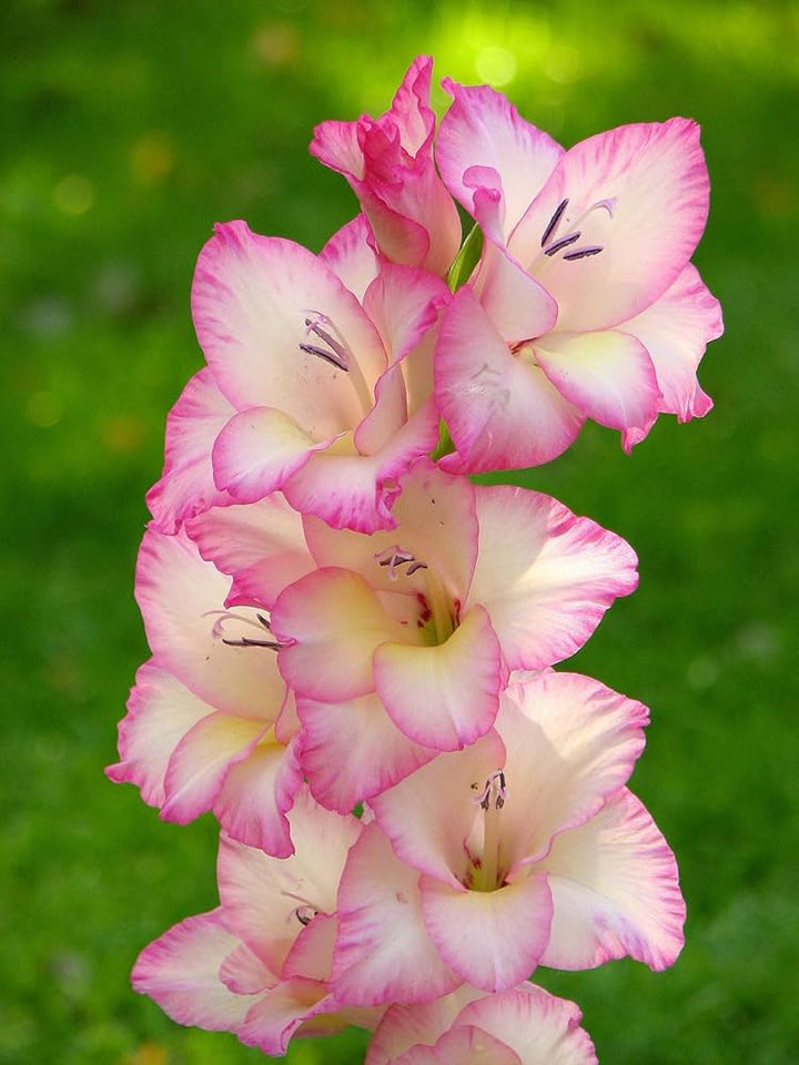 Pink Glaucidium Flower Seeds – Heirloom, Non-GMO High Germination Seeds for Planting | Organic Garden Seeds
