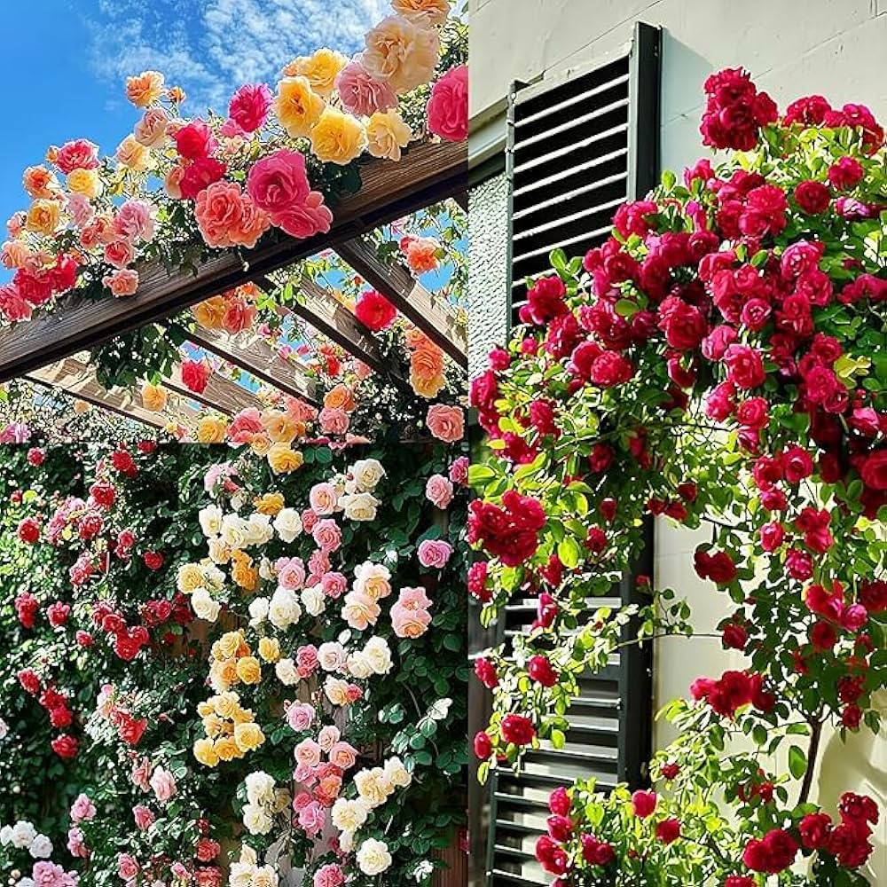 Semillas de Rosas Trepadoras Mixtas para Plantar – Semillas Herencia, No OGM