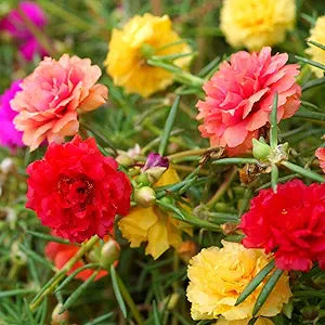 moss rose flower seeds