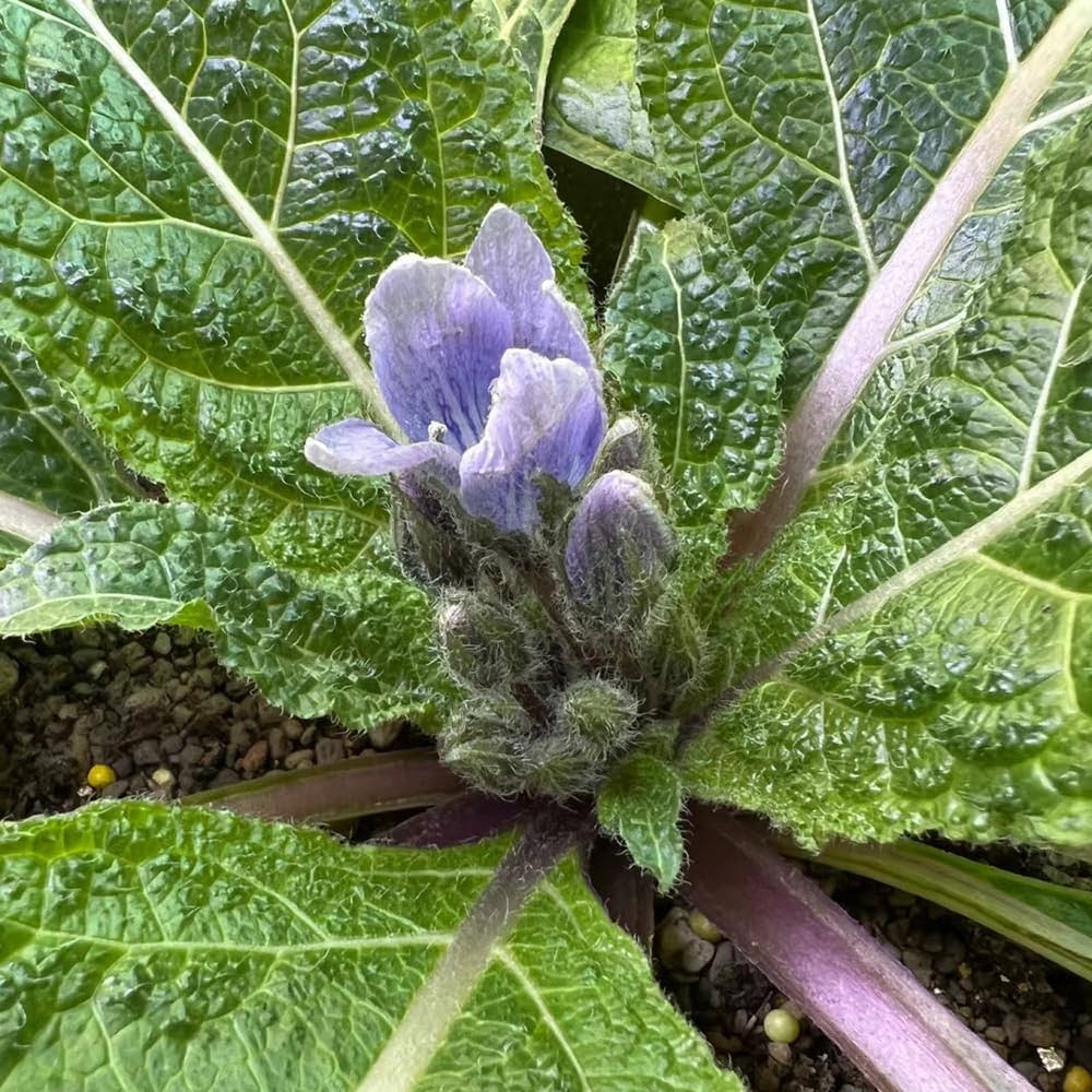 Mandragora For herb seeds