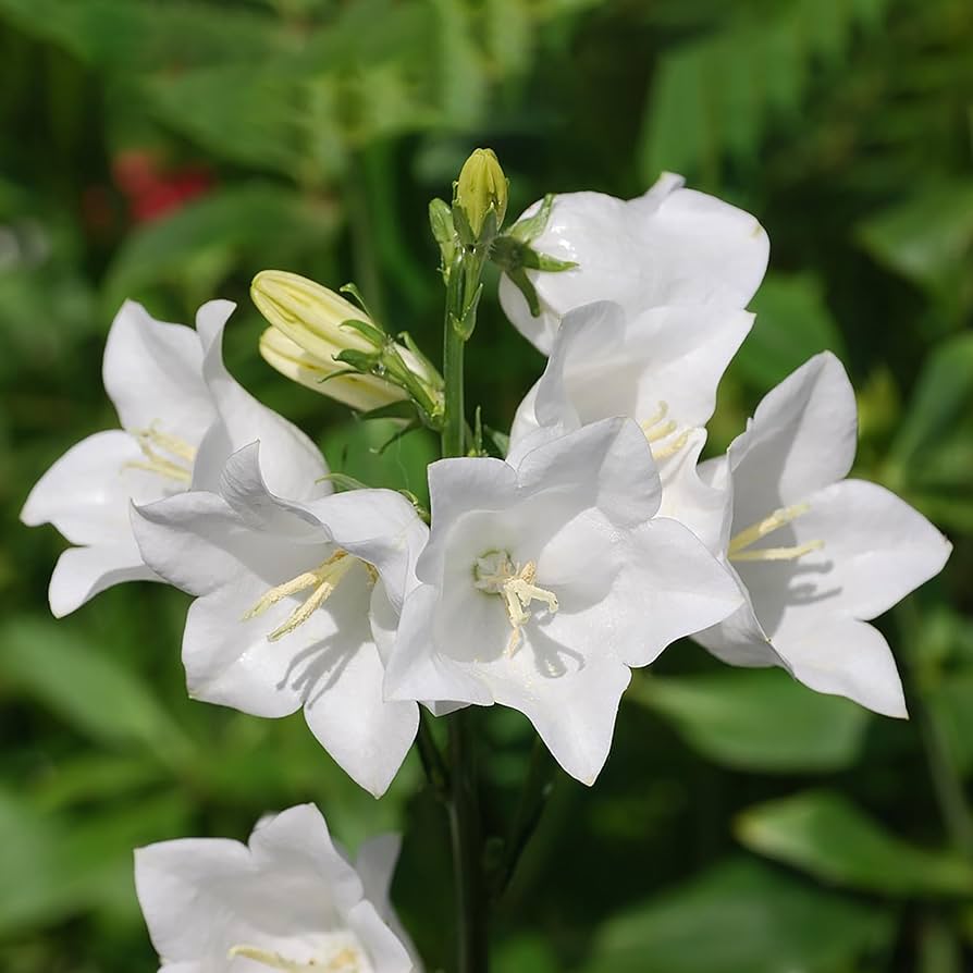 white peach flower seeds
