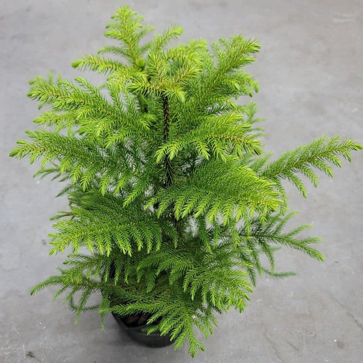 Green Araucaria herb seeds
