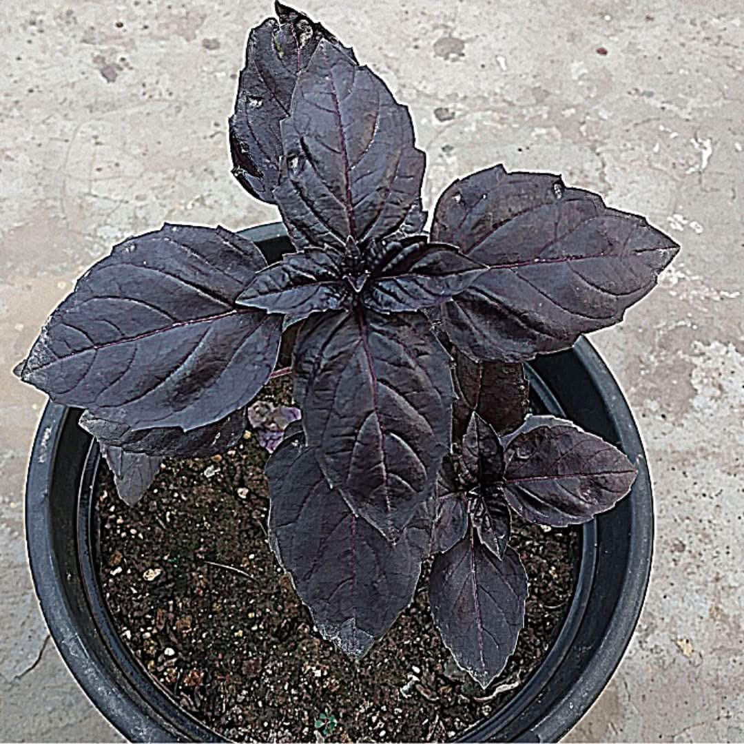 Purple Basil herb seeds