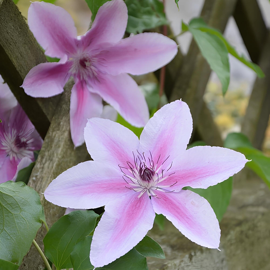White Light Pink Clematis Flower Seeds for Planting Heirloom Non-GMO High Germination Organic Garden Seeds