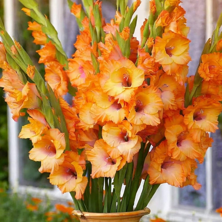 Orange Gladiolus Flower Seeds – Heirloom, Non-GMO, High Germination Seeds