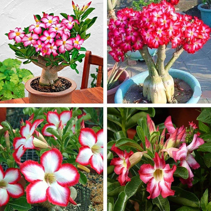 Gemischte Adenium-Blumensamen – Alte Sorte, gentechnikfrei, hohe Keimfähigkeit