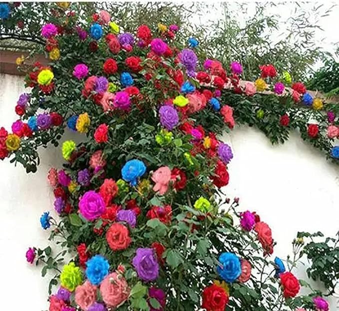 mixed climbing flower seeds