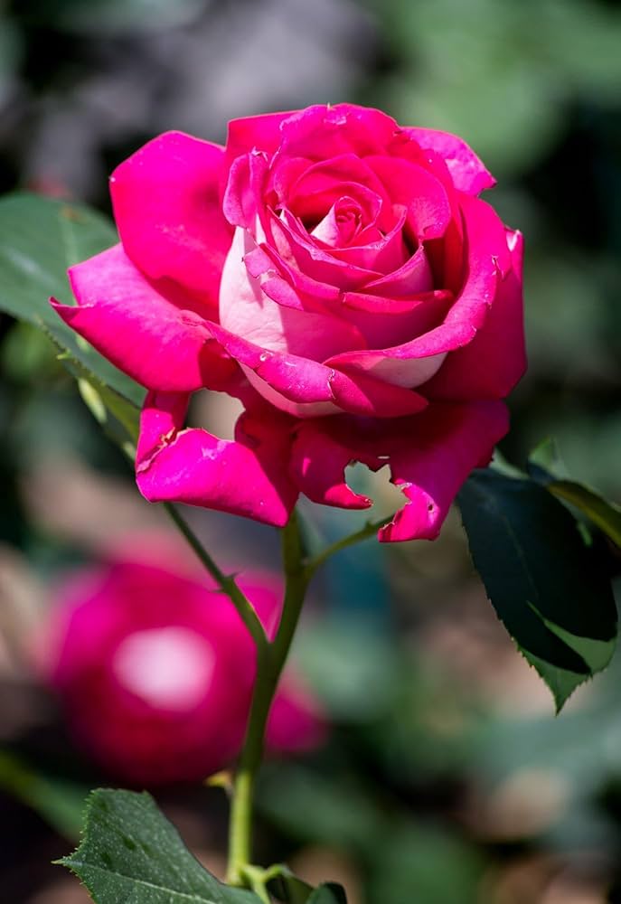 rose for flower seeds
