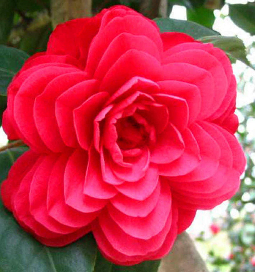 bunte camellia flower seeds