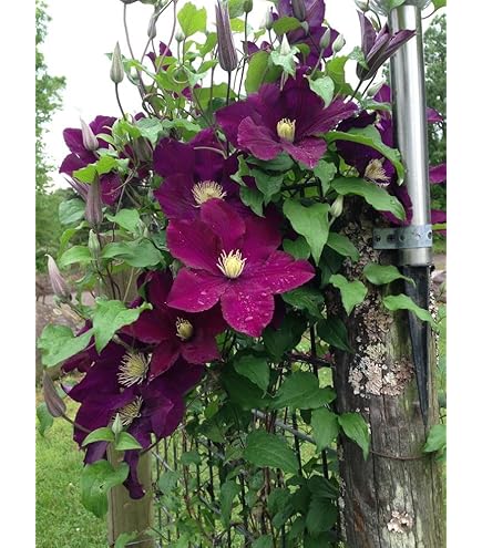Maroon Clematis Flower Seeds for Planting – Heirloom Non-GMO High Germination Seeds