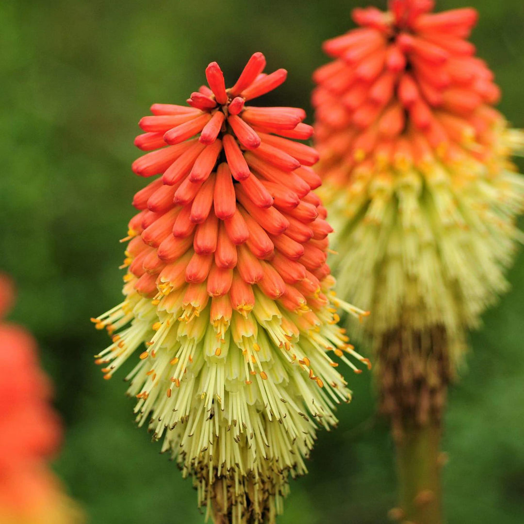 red hot flower seeds