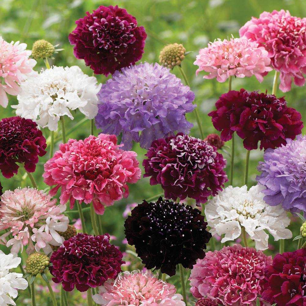 Pincushion Flower herb seeds