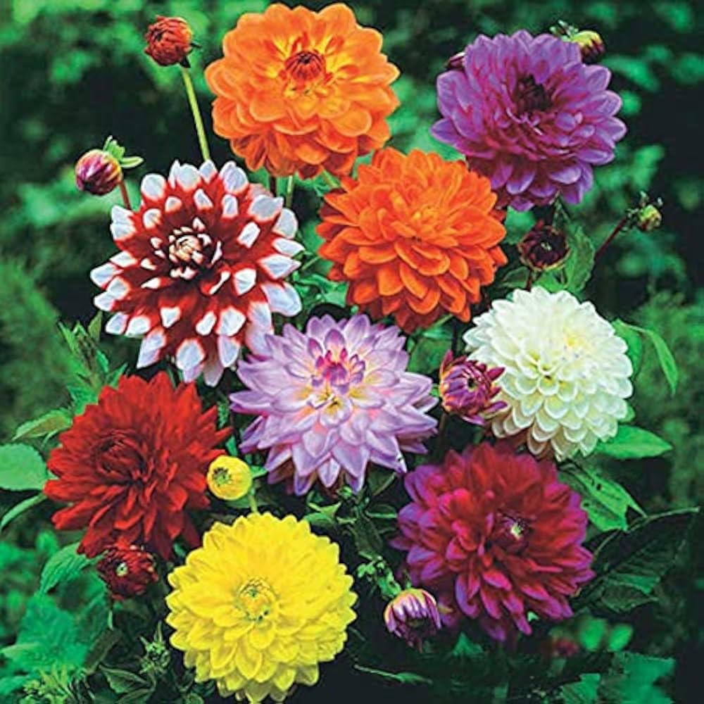 annual flowers flower seeds