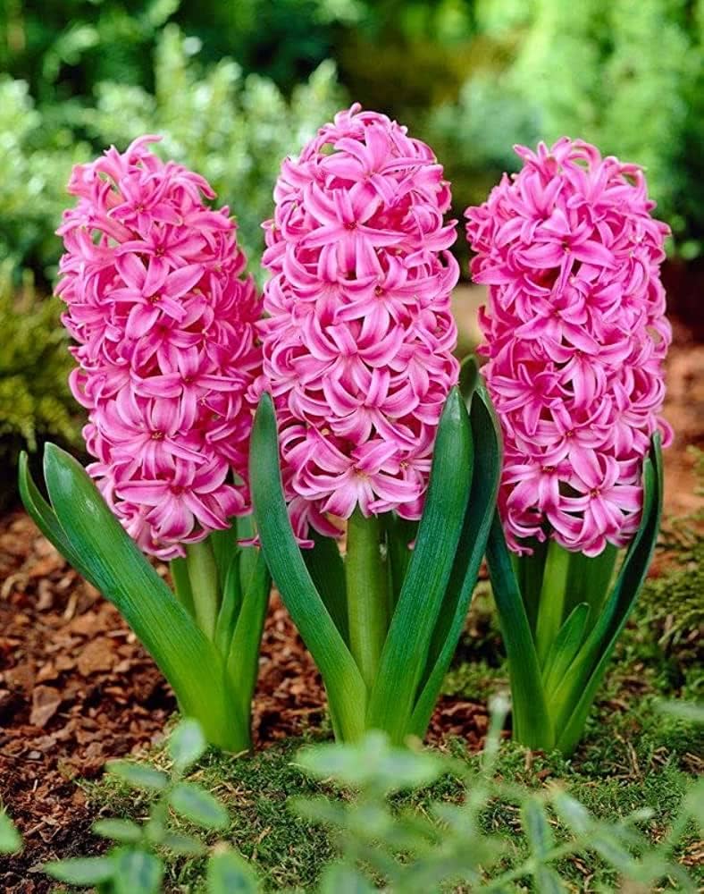 Pink Hyacinth Flower Seeds – Seeds for Planting, Heirloom, Non-GMO, High Germination Organic Garden Seeds
