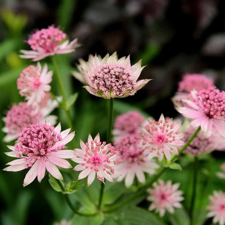Pink Masterwort Flower Seeds – Heirloom, Non-GMO, High Germination Seeds